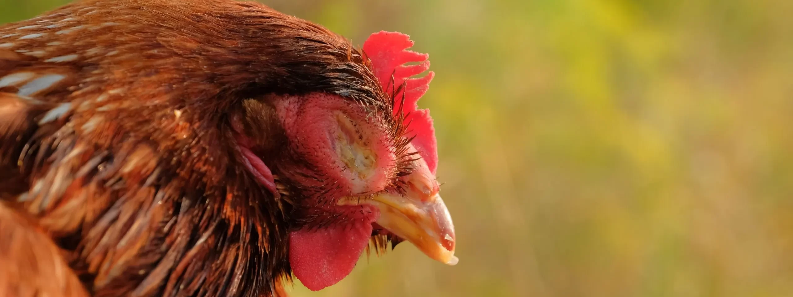 Cara Mengobati Ayam Ngorok